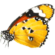 https://saamepetcare.in/wp-content/uploads/2019/08/butterfly.png